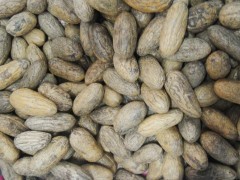 臺州千眼菩提子一手貨源、地攤產品、熱銷產品包郵